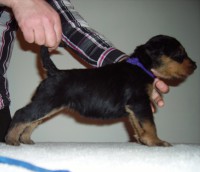 /album/galeria-de-fotos/roxa-2080-kg-jpg1/